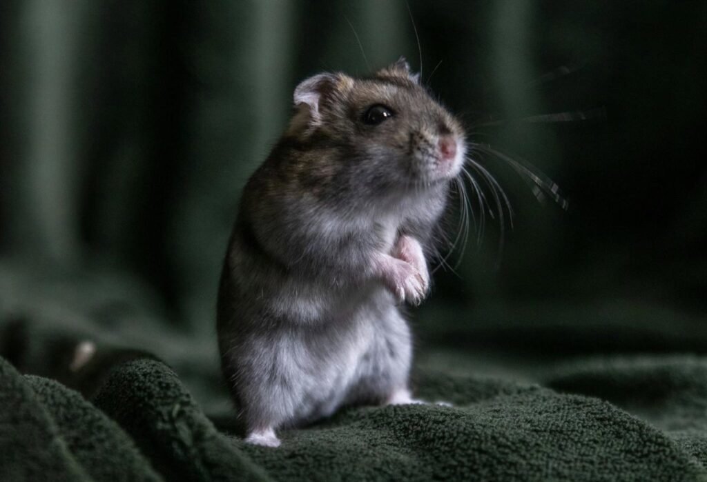 Alertan de RatOn, un nuevo troyano para Android con capacidad para realizar transferencias automáticas de dinero