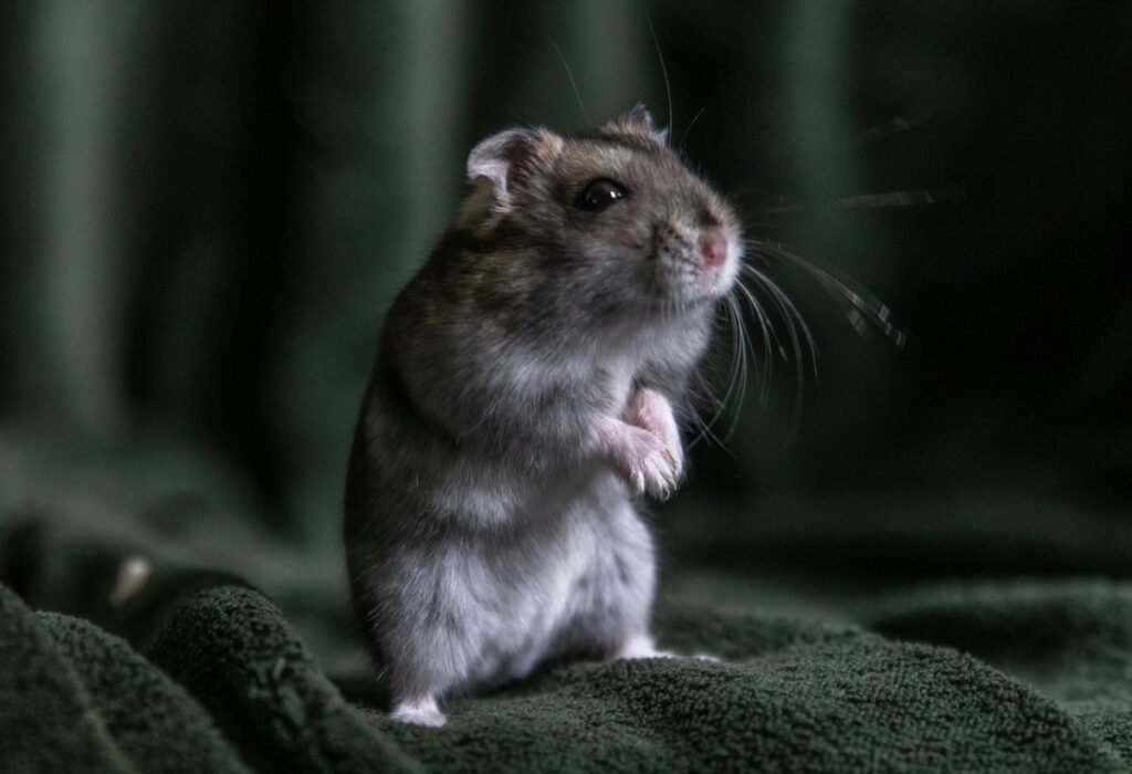 ClayRat, el 'spyware' para Android que usa el móvil infectado para enviar SMS y llegar a más víctimas